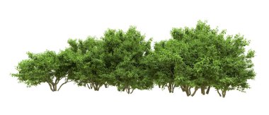 Yeşil orman ıssız. Afişler ve afişler için kullanışlı. 3d oluşturma.