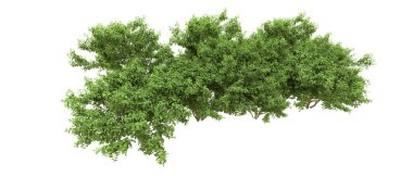 Yeşil orman ıssız. Afişler ve afişler için kullanışlı. 3d oluşturma.