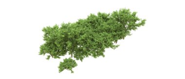 Yeşil orman ıssız. Afişler ve afişler için kullanışlı. 3d oluşturma.