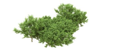 Yeşil orman ıssız. Afişler ve afişler için kullanışlı. 3d oluşturma.