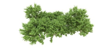 Yeşil orman ıssız. Afişler ve afişler için kullanışlı. 3d oluşturma.