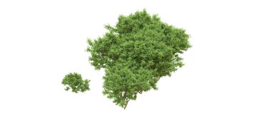 Yeşil orman ıssız. Afişler ve afişler için kullanışlı. 3d oluşturma.