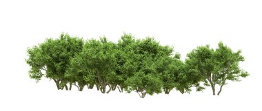 Yeşil orman ıssız. Afişler ve afişler için kullanışlı. 3d oluşturma.