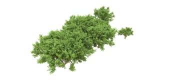 Yeşil orman ıssız. Afişler ve afişler için kullanışlı. 3d oluşturma.