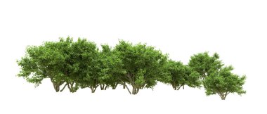 Yeşil orman ıssız. Afişler ve afişler için kullanışlı. 3d oluşturma.