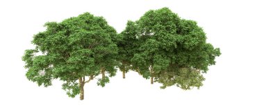 Yeşil orman ıssız. Afişler ve afişler için kullanışlı. 3d oluşturma.