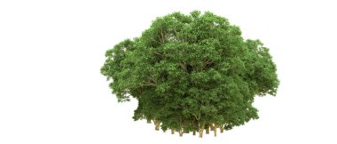 Yeşil orman ıssız. Afişler ve afişler için kullanışlı. 3d oluşturma.