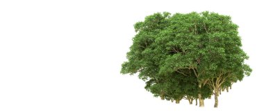 Yeşil orman ıssız. Afişler ve afişler için kullanışlı. 3d oluşturma.