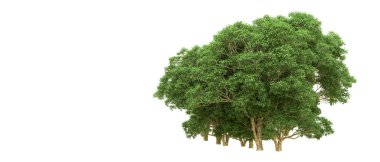 Yeşil orman ıssız. Afişler ve afişler için kullanışlı. 3d oluşturma.