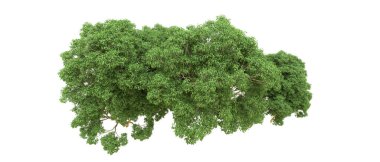 Yeşil orman ıssız. Afişler ve afişler için kullanışlı. 3d oluşturma.