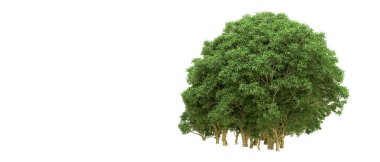 Yeşil orman ıssız. Afişler ve afişler için kullanışlı. 3d oluşturma.