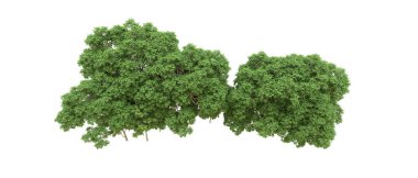 Yeşil orman ıssız. Afişler ve afişler için kullanışlı. 3d oluşturma.