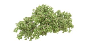 Yeşil orman ıssız. Afişler ve afişler için kullanışlı. 3d oluşturma.