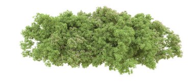 Yeşil orman ıssız. Afişler ve afişler için kullanışlı. 3d oluşturma.