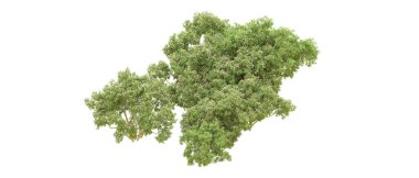 Yeşil orman ıssız. Afişler ve afişler için kullanışlı. 3d oluşturma.