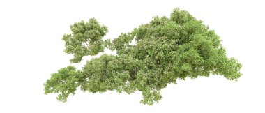 Yeşil orman ıssız. Afişler ve afişler için kullanışlı. 3d oluşturma.