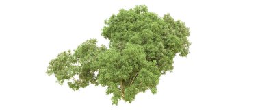 Yeşil orman ıssız. Afişler ve afişler için kullanışlı. 3d oluşturma.