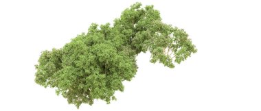 Yeşil orman ıssız. Afişler ve afişler için kullanışlı. 3d oluşturma.