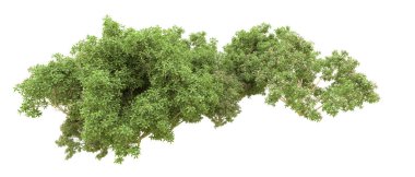 Yeşil orman ıssız. Afişler ve afişler için kullanışlı. 3d oluşturma.