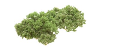 Yeşil orman ıssız. Afişler ve afişler için kullanışlı. 3d oluşturma.