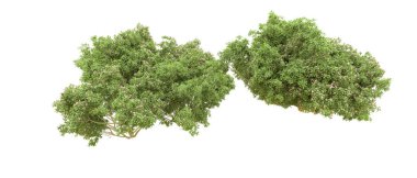 Yeşil orman ıssız. Afişler ve afişler için kullanışlı. 3d oluşturma.