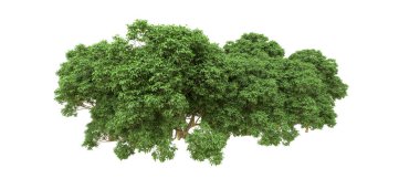 Yeşil orman ıssız. Afişler ve afişler için kullanışlı. 3d oluşturma.