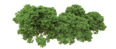 Yeşil orman ıssız. Afişler ve afişler için kullanışlı. 3d oluşturma.