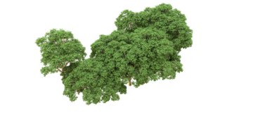 Yeşil orman ıssız. Afişler ve afişler için kullanışlı. 3d oluşturma.