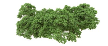 Yeşil orman ıssız. Afişler ve afişler için kullanışlı. 3d oluşturma.