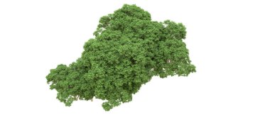 Yeşil orman ıssız. Afişler ve afişler için kullanışlı. 3d oluşturma.