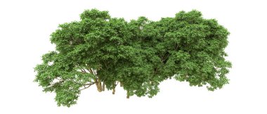 Yeşil orman ıssız. Afişler ve afişler için kullanışlı. 3d oluşturma.