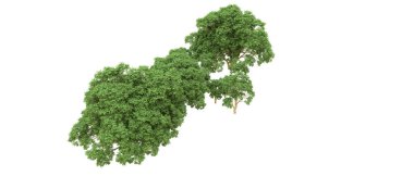 Yeşil orman ıssız. Afişler ve afişler için kullanışlı. 3d oluşturma.