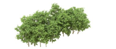 Yeşil orman ıssız. Afişler ve afişler için kullanışlı. 3d oluşturma.