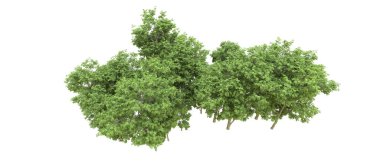 Yeşil orman ıssız. Afişler ve afişler için kullanışlı. 3d oluşturma.