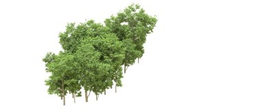 Yeşil orman ıssız. Afişler ve afişler için kullanışlı. 3d oluşturma.