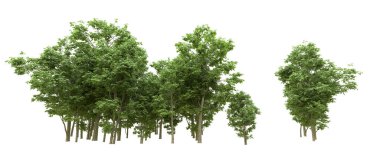 Yeşil orman ıssız. Afişler ve afişler için kullanışlı. 3d oluşturma.