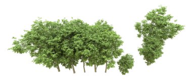 Yeşil orman ıssız. Afişler ve afişler için kullanışlı. 3d oluşturma.