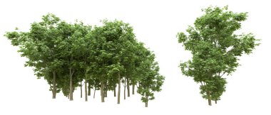 Yeşil orman ıssız. Afişler ve afişler için kullanışlı. 3d oluşturma.