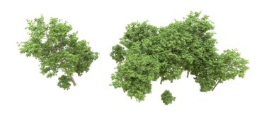 Yeşil orman ıssız. Afişler ve afişler için kullanışlı. 3d oluşturma.