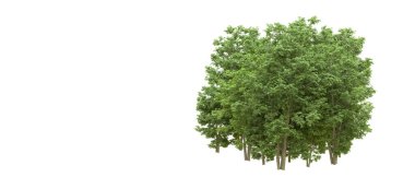 Yeşil orman ıssız. Afişler ve afişler için kullanışlı. 3d oluşturma.