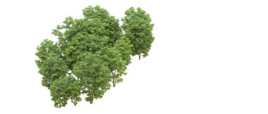 Yeşil orman ıssız. Afişler ve afişler için kullanışlı. 3d oluşturma.