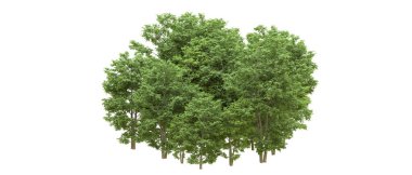 Yeşil orman ıssız. Afişler ve afişler için kullanışlı. 3d oluşturma.