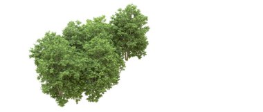 Yeşil orman ıssız. Afişler ve afişler için kullanışlı. 3d oluşturma.