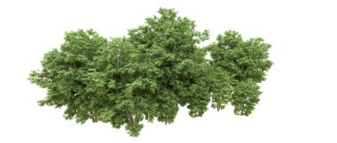 Yeşil orman ıssız. Afişler ve afişler için kullanışlı. 3d oluşturma.