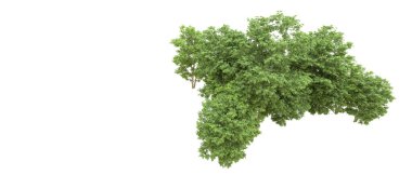 Yeşil orman ıssız. Afişler ve afişler için kullanışlı. 3d oluşturma.