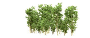 Yeşil orman ıssız. Afişler ve afişler için kullanışlı. 3d oluşturma.