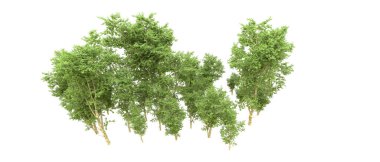 Yeşil orman ıssız. Afişler ve afişler için kullanışlı. 3d oluşturma.