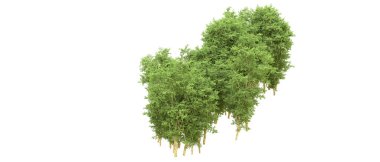 Yeşil orman ıssız. Afişler ve afişler için kullanışlı. 3d oluşturma.