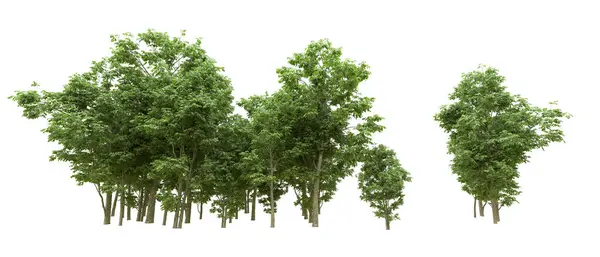 Yeşil orman ıssız. Afişler ve afişler için kullanışlı. 3d oluşturma.