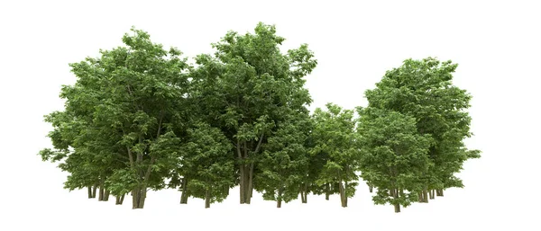 Yeşil orman ıssız. Afişler ve afişler için kullanışlı. 3d oluşturma.